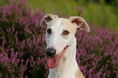 Greyhound Dog Breed Guide: Traits, Care, Diet & Price