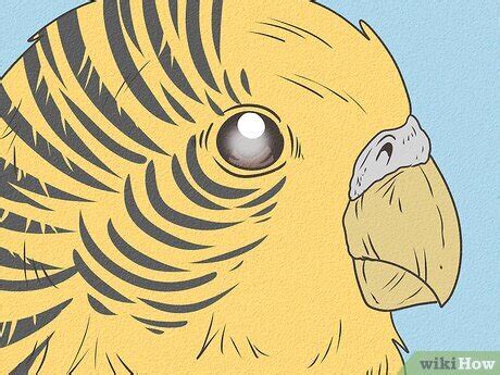 Sick Parakeet 的图像结果