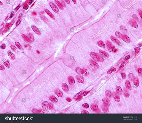 Simple Columnar Epithelium Small Intestine