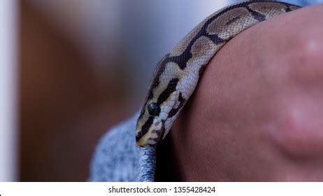 Image result for Python Wrapped around Woman