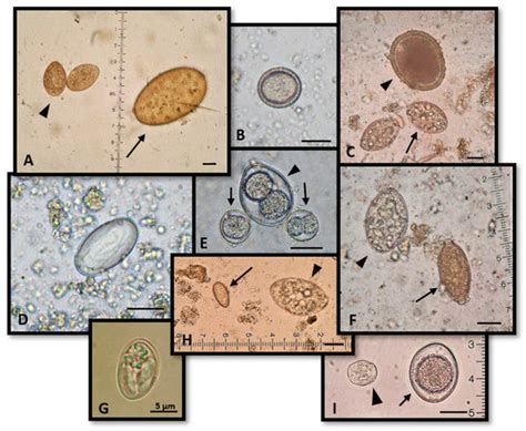 Pathogens | Special Issue : Felid Parasitoses, New Insights and Open ...