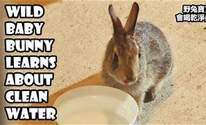 Image result for Wild Baby Bunny Looks Dehydrated