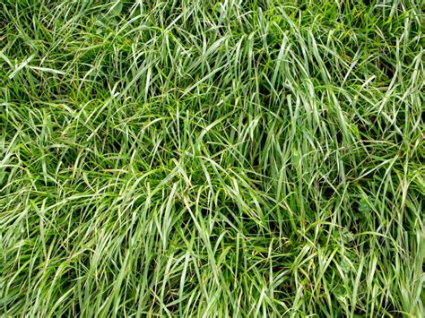 How To Get Rid Of Rye Grass In Buffalo Lawn at Samantha Vera blog