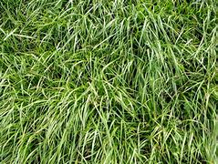 Image result for Annual Ryegrass