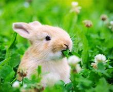 Image result for Weaning Rabbits