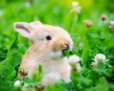 Image result for Animals Related to Rabbits