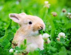 Image result for Food for Wild Rabbits