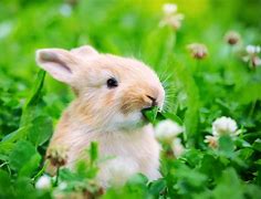 Image result for Rabbit and Puppy