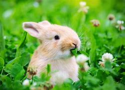 Image result for Raising Rabbits Pets