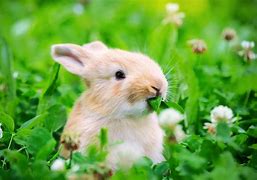 Image result for Wild Baby Rabbits Eat