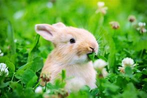 Image result for Rabbit in the Womb
