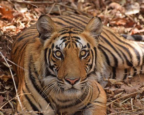 Uncover the Evolution of Tigers | Pugdundee Safaris