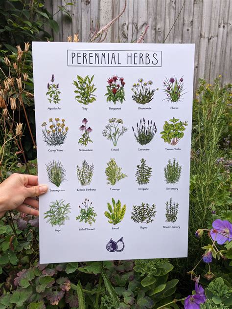 Perennial Herb Chart - Give Two Figs