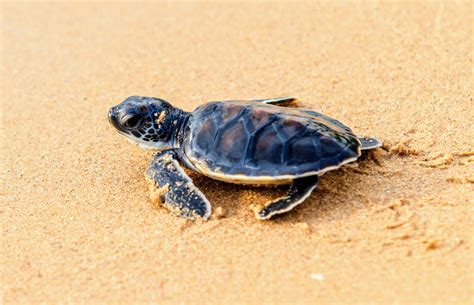 Where Do Green Sea Turtles Live Map at Dominic Johnson blog