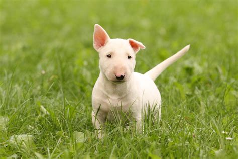 Bull Terrier Puppies - Joyful Companions
