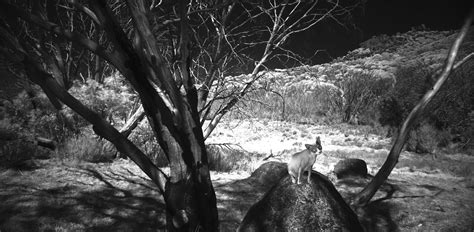 Dorothea Lange: Portraits That Defined American Hardship