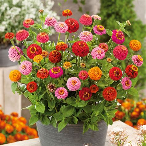Organic Zinnia Seeds - Thumbelina | Bulk Flower Seeds | Bulk Wildflowers