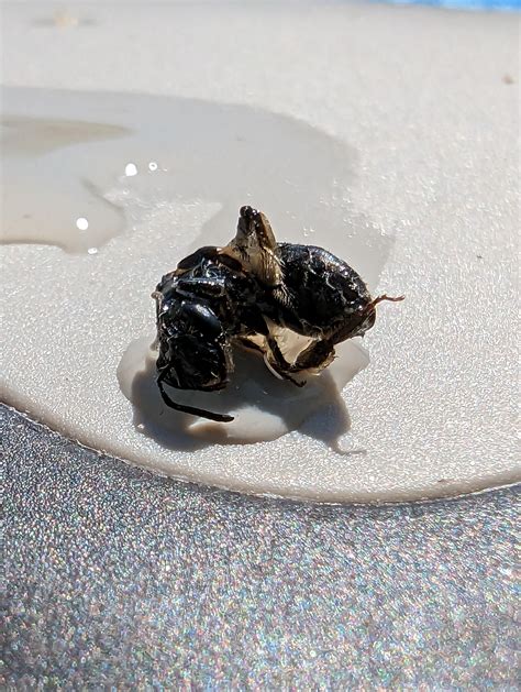 Help: This insect is attracted to the pool. Can't identify and would like tips on how to deal ...