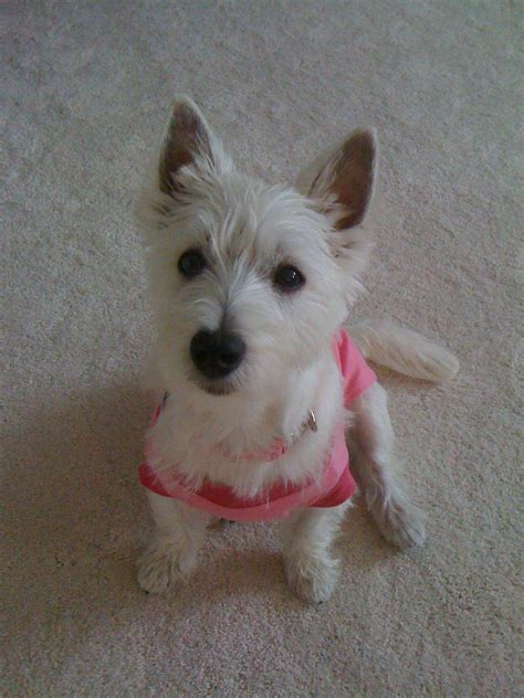 White Terrier Mix Breeds