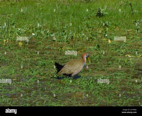 Giant Wood-Rail (Aramides ypecaha Stock Photo - Alamy