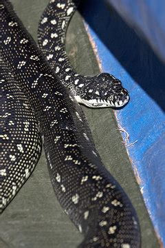 Image result for Pure Diamond Python