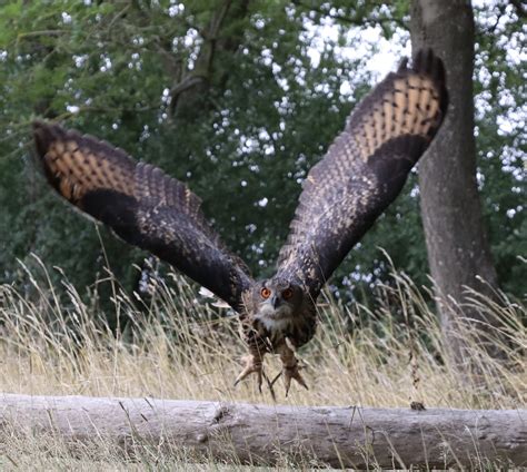 What Are the Largest Birds of Prey? - The Hawking Centre