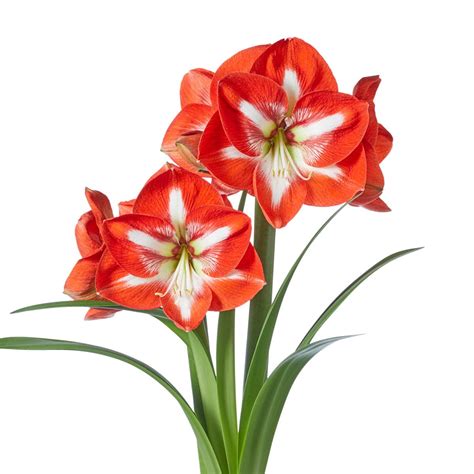 Buy BRECK'S - Stargazer Amaryllis (Hippeastrum) Dormant Flowering Bulb ...