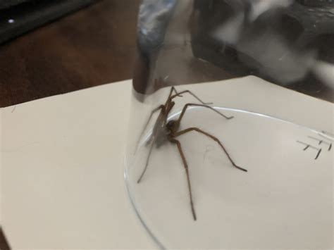 'Tis the season of the giant house spider - Sara Hudston