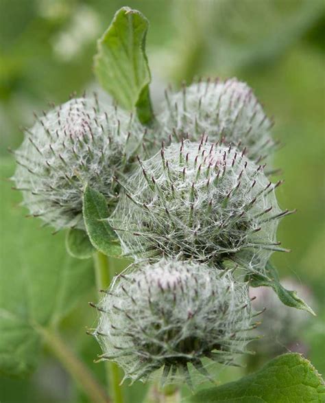 Bildergebnis für Kletten