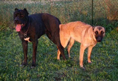 Dogs Mateing Com 的图像结果