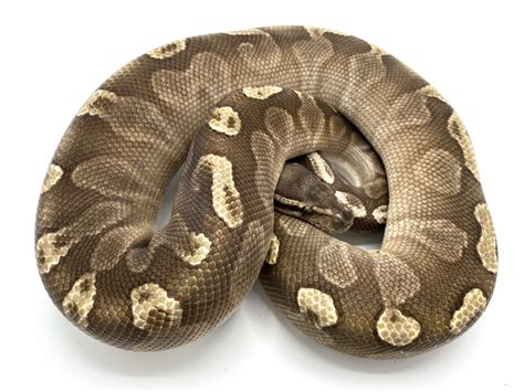 Image result for Lesser Ball Python