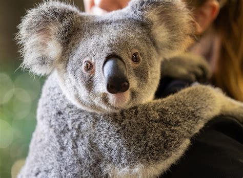 Stress and disease create a dangerous mix for koalas - Earth.com