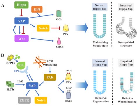 The Hippo–YAP Signaling as Guardian in the Pool of Intestinal Stem Cells