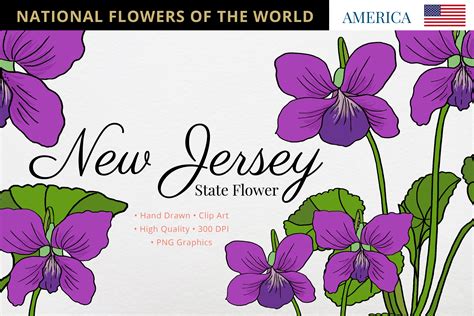 New Jersey State Flower Graphic by Hanatist Studio · Creative Fabrica