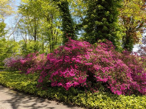 The Martha Stewart Blog : Blog Archive My Azaleas are Blooming - The ...