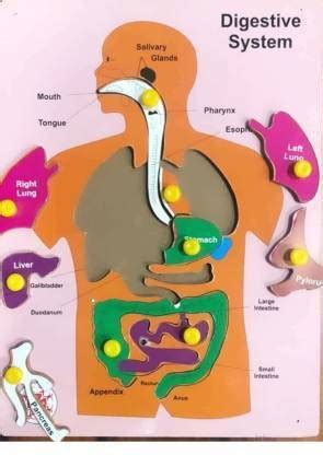 Urban Infotech Human Internal Body Organs Wooden Puzzle Anatomy ...