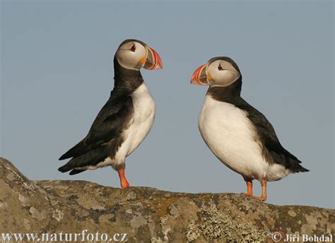 How to see the puffin bird in Iceland? - KuKu Campers