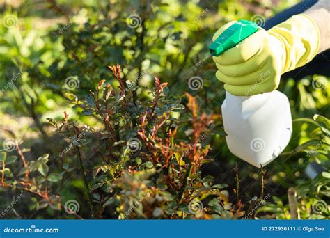 Treatment of Roses from Pests, Aphids and Fungi. Remedy for Roses from ...