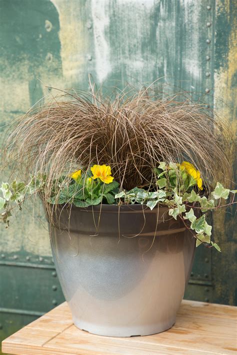 Best plants for winter hanging baskets: 10 picks for stunning seasonal ...