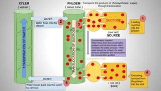 Phloem Loading a Level 的图像结果