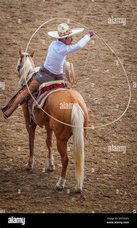 Image result for Python Rodeo Tricks