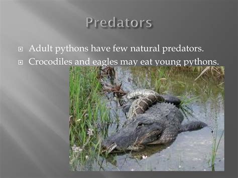Python Predators 的图像结果