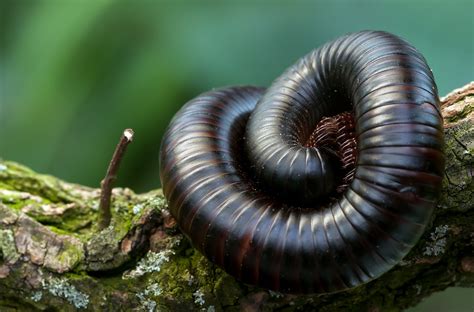 Are Millipedes Poisonous? What You Need to Know About Pesty 'Pedes