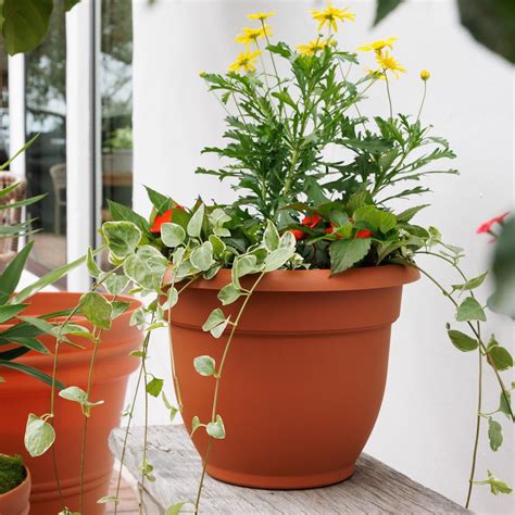 Bloem Ariana 8.5 in. H X 11 in. W Resin Traditional Planter Terracotta ...