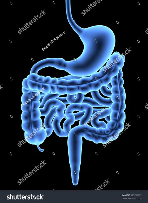 Human Digestive System Isolated Xray Effect Stock Illustration 173736437