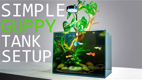 Image result for Basic Setup Fish Tank