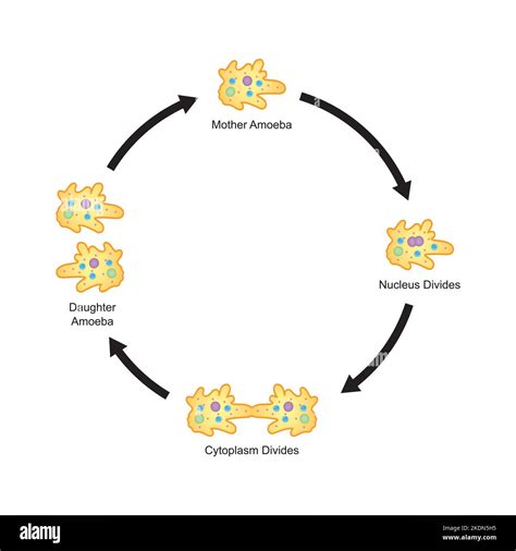 Naegleria Fowleri Life Cycle