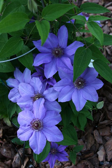 Shop Our Extensive Selection of Blue Clematis Flowers and Buy Direct