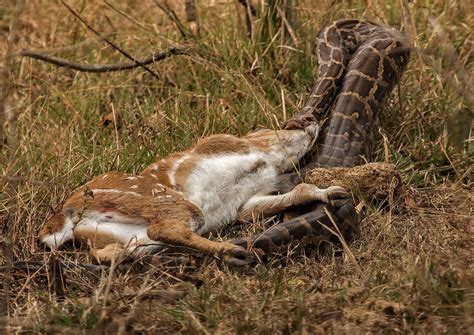Image result for Python Swallowing a Deer
