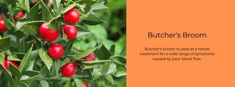 Butcher's Broom - Health Benefits, Uses and Important Facts ...